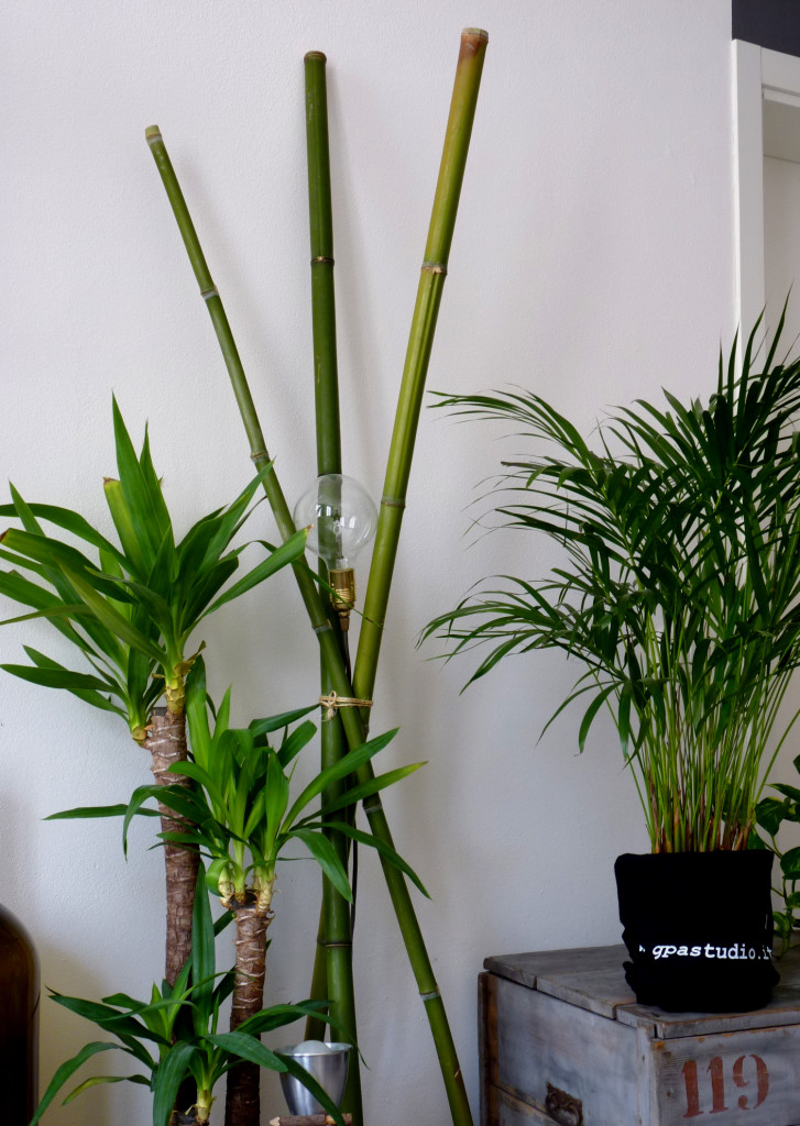 Bamboo Trio